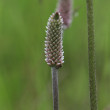 Foto der Jungpflanze Plantago media